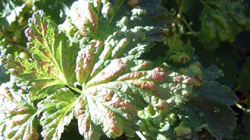 Why do spots appear on gooseberry leaves?