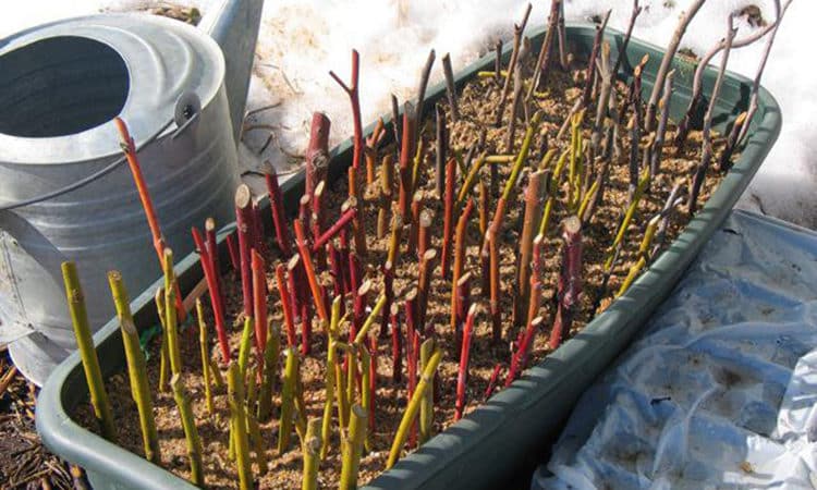 How to properly propagate gooseberries in the summer from cuttings: a step-by-step guide