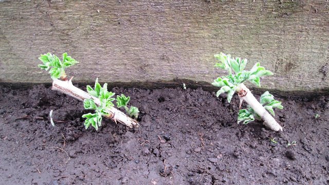 How to properly propagate gooseberries in the summer from cuttings: a step-by-step guide