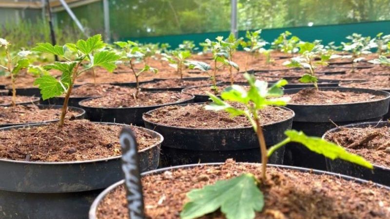 How to properly propagate gooseberries in the summer from cuttings: a step-by-step guide