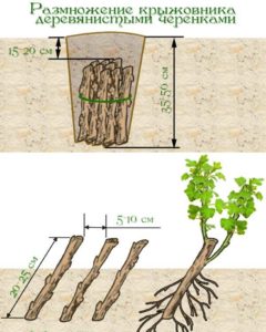 How to properly propagate gooseberries in the summer from cuttings: a step-by-step guide