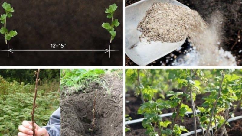 How to properly propagate gooseberries in the summer from cuttings: a step-by-step guide