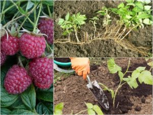 Instructions for caring for raspberries in summer for beginners and advice from experienced gardeners