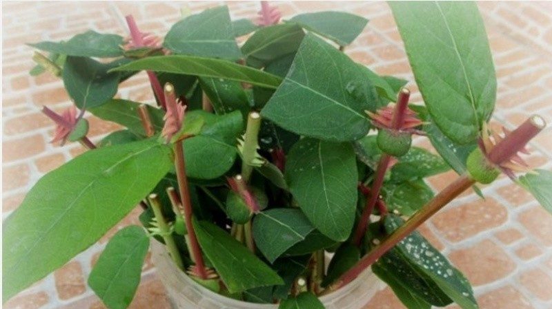 How to propagate honeysuckle honeysuckle by cuttings in summer