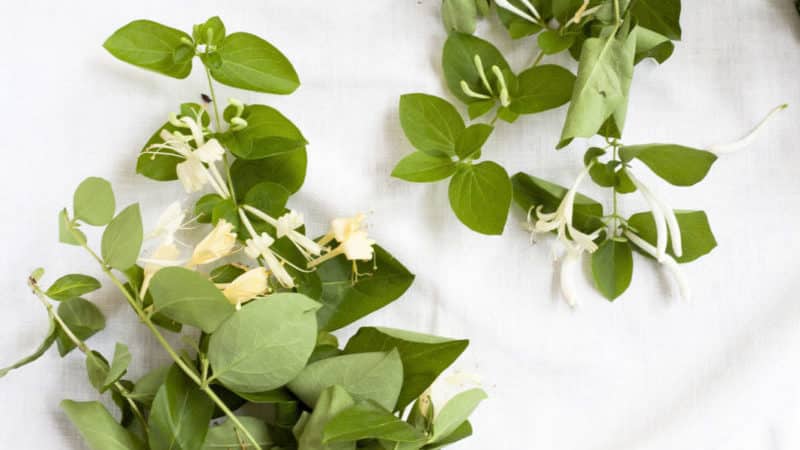 How to propagate honeysuckle honeysuckle by cuttings in summer
