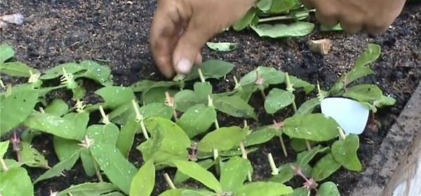 High-yielding honeysuckle variety Sibiryachka