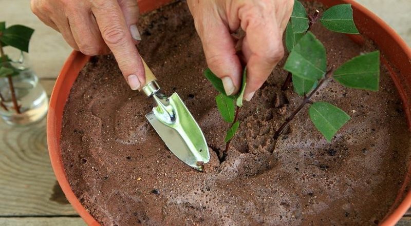How to propagate honeysuckle honeysuckle by cuttings in summer