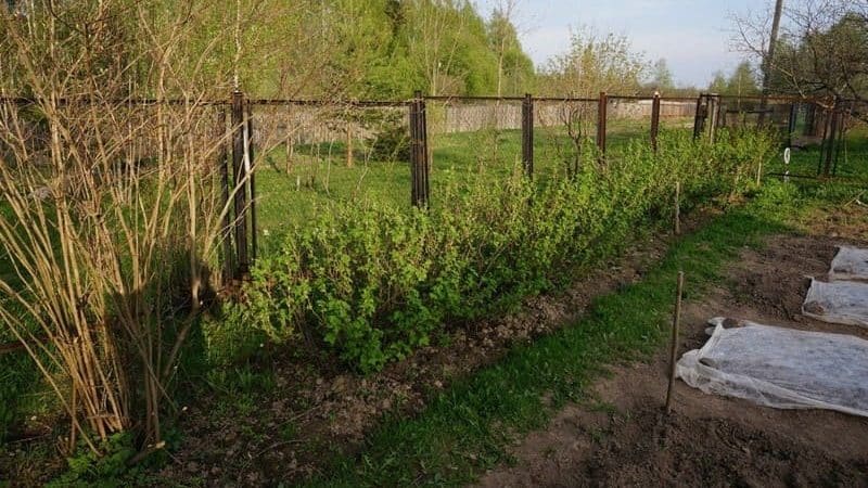 Where is the best place to plant gooseberries in the garden?