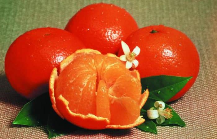 What is the name of the hybrid of lemon and tangerine?