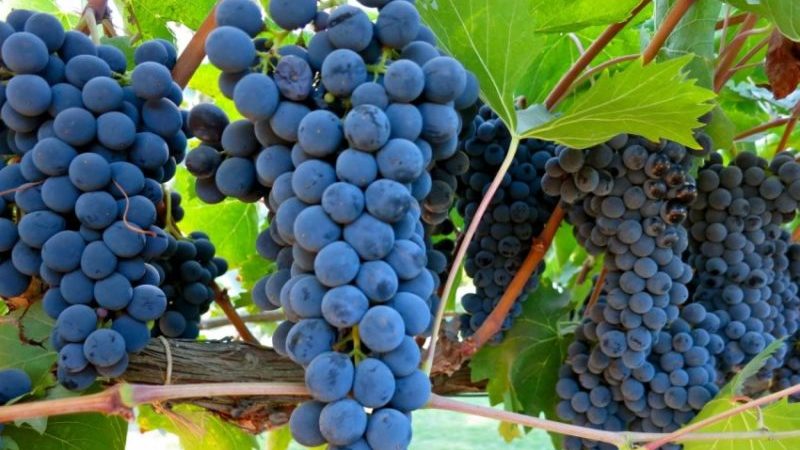 What are autochthonous grape varieties and which ones are the most popular?
