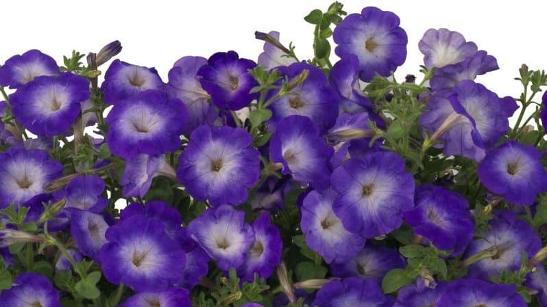 Description, varieties, cultivation of petunia Gioconda