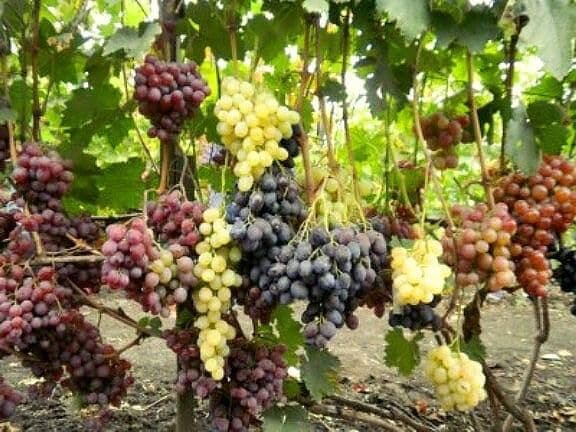 Recommendations from experienced winegrowers: is it possible to plant different varieties of grapes side by side and what are the benefits and harms of this?