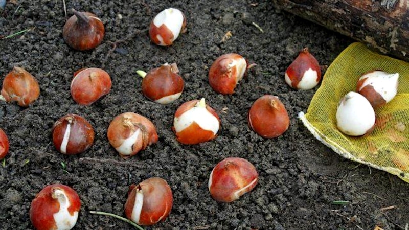 A Guide to Planting Tulips in August for Beginner Gardeners