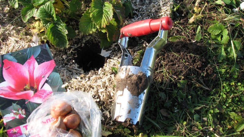 A Guide to Planting Tulips in August for Beginner Gardeners
