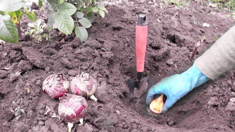 A Guide to Planting Tulips in August for Beginner Gardeners