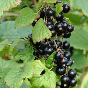 Why are black currants black?