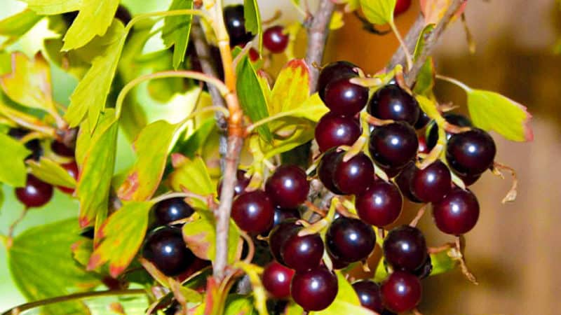 Why are black currants black?