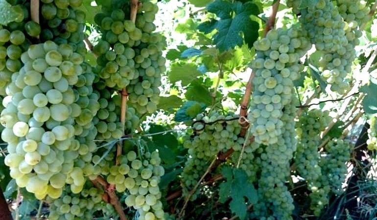 What are autochthonous grape varieties and which ones are the most popular?