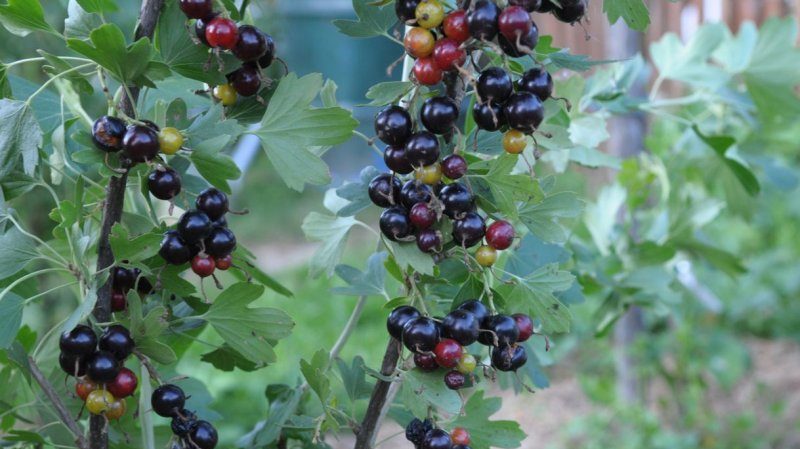 Why are black currants black?