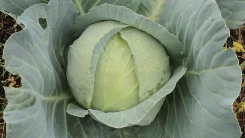 High-yielding popular cabbage variety Amager