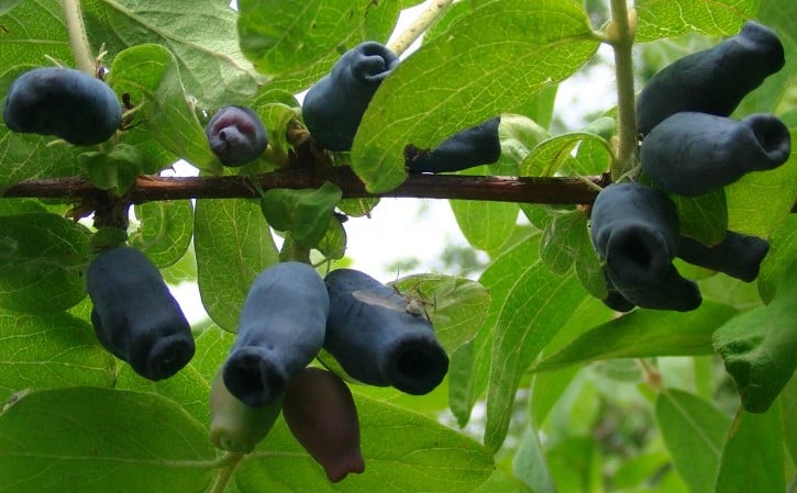 New variety of edible honeysuckle Aurora