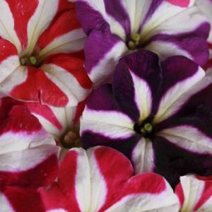 Description, varieties, cultivation of petunia Gioconda