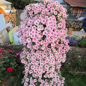 Description, varieties, cultivation of petunia Gioconda