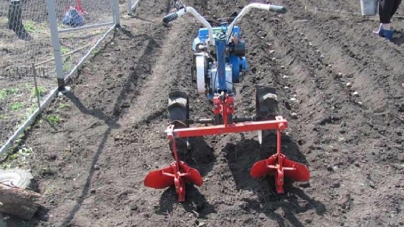 How to dig potatoes with a walk-behind tractor