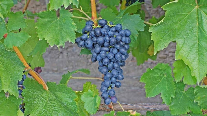 How to properly care for grapes in July: what to do, tips for beginning winegrowers