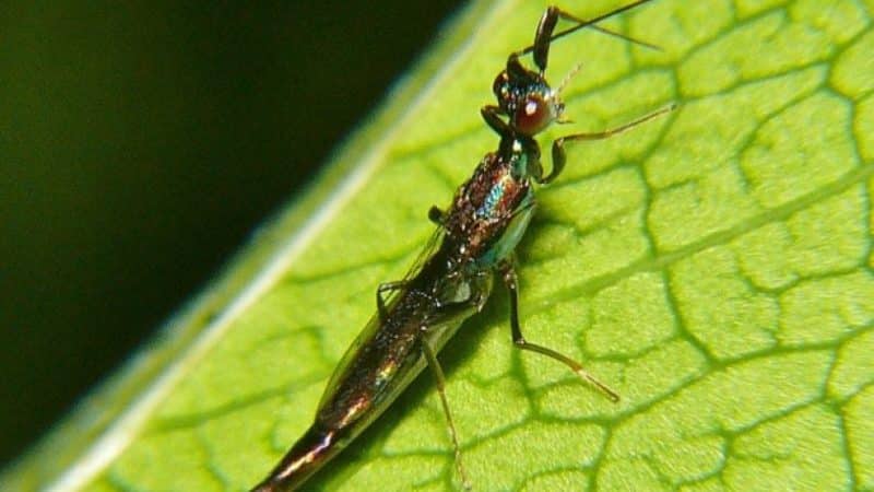 How to escape from pepper pests in a greenhouse