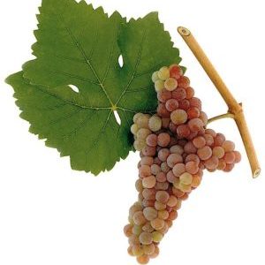 What are autochthonous grape varieties and which ones are the most popular?