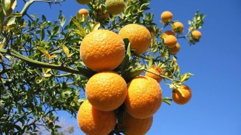 What is the name of the hybrid of lemon and tangerine?
