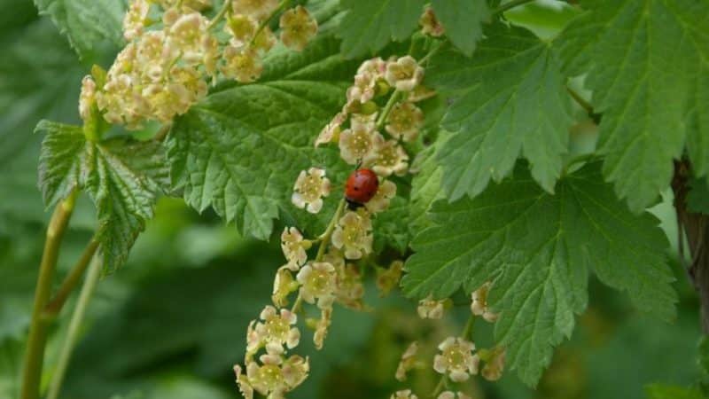 Why are black currants black?
