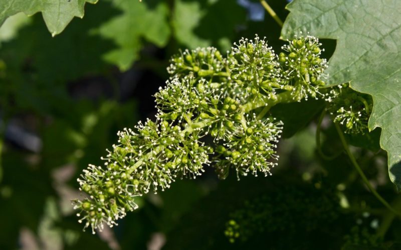 Recommendations from experienced winegrowers: is it possible to plant different varieties of grapes side by side and what are the benefits and harms of this?