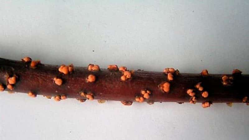 Why do currant leaves have pale leaves, what to do and how to fix it
