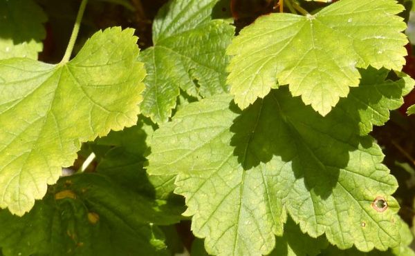 Why do currant leaves have pale leaves, what to do and how to fix it