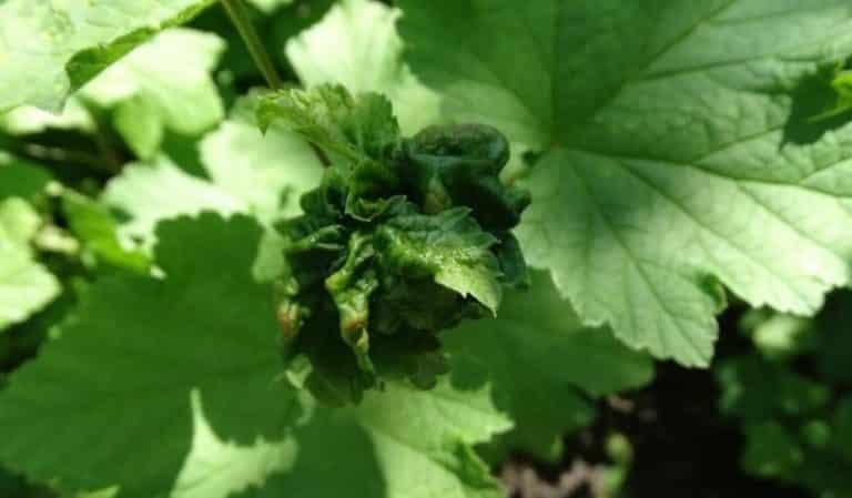 Why do currant leaves curl and what to do about it?