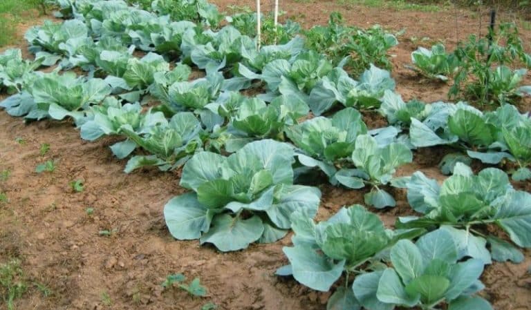 How to care for cabbage in open ground