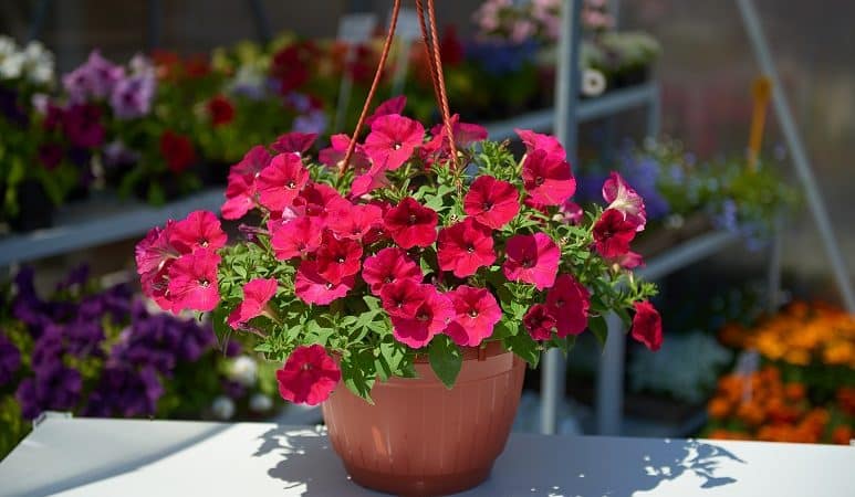 How, when and what to feed petunia for lush flowering