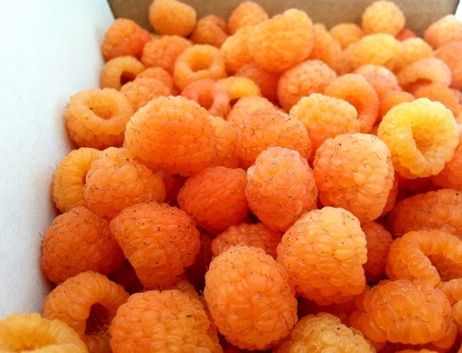 Characteristics and description of the best raspberry varieties