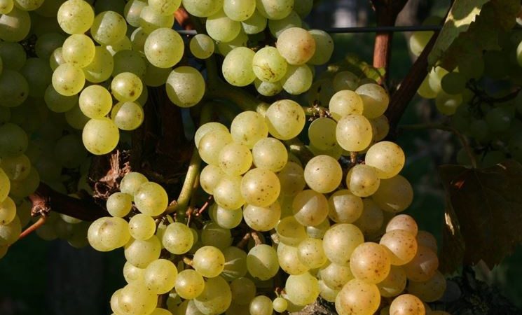 What are autochthonous grape varieties and which ones are the most popular?