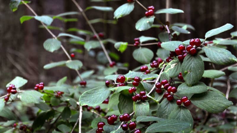 What does inedible honeysuckle look like and how to distinguish it from edible one?