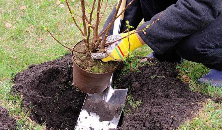 At what distance from each other are gooseberry and currant bushes planted?