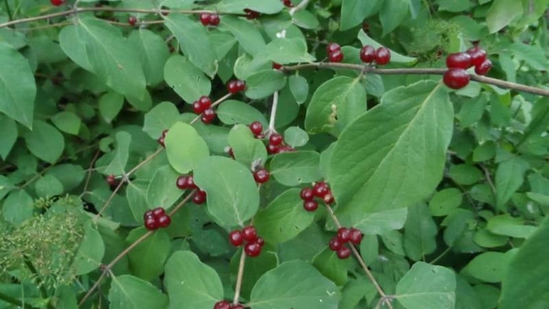 What does inedible honeysuckle look like and how to distinguish it from edible one?