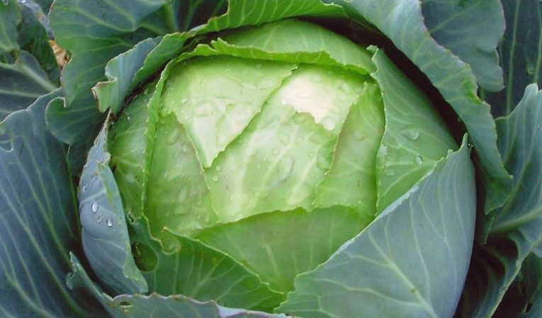 High-yielding popular cabbage variety Amager