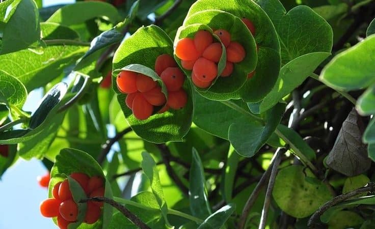 Types and varieties of decorative climbing honeysuckle