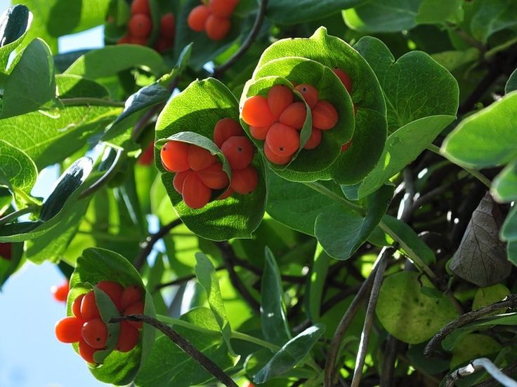 Are honeysuckle honeysuckle fruits edible or not?