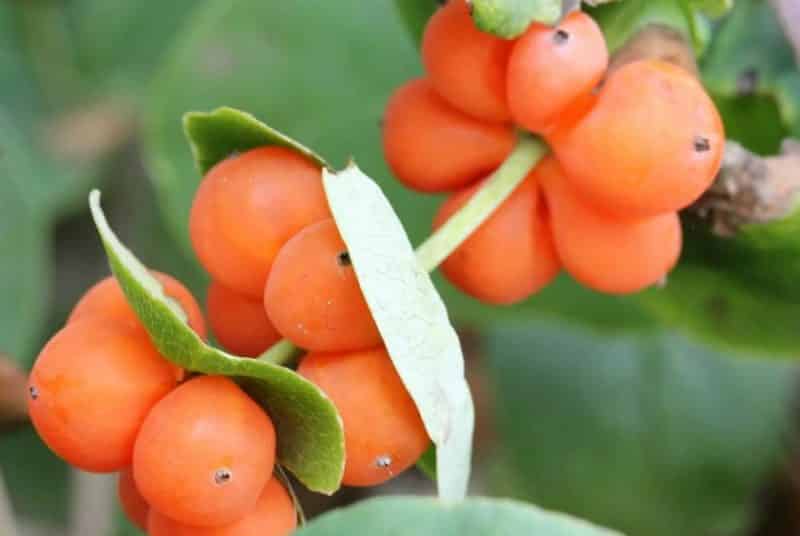 Are honeysuckle honeysuckle fruits edible or not?