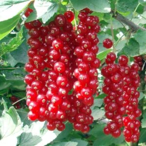 Why are black currants black?