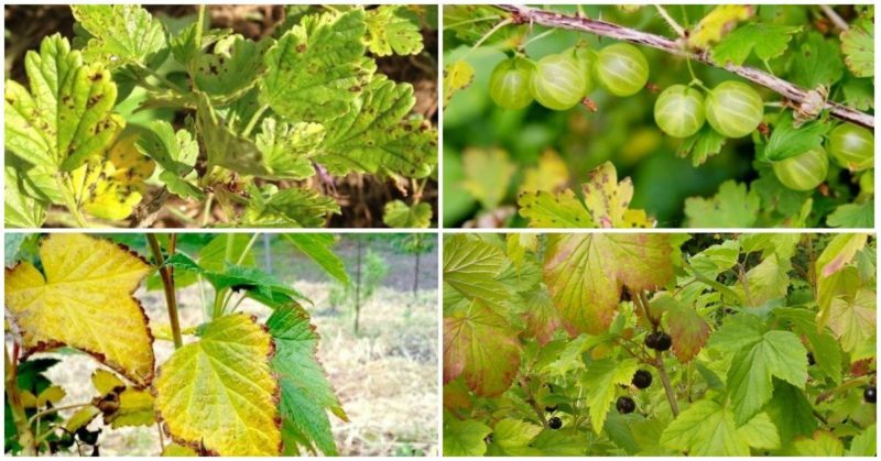Why do gooseberries turn yellow and dry in summer and what to do about it?